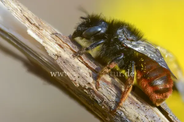 Fokus-Natur Bild