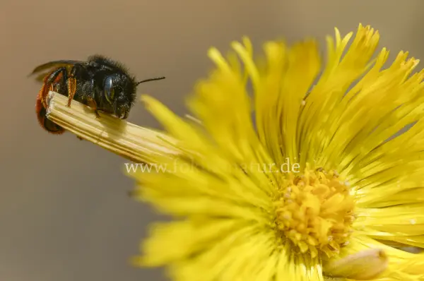 Fokus-Natur Bild