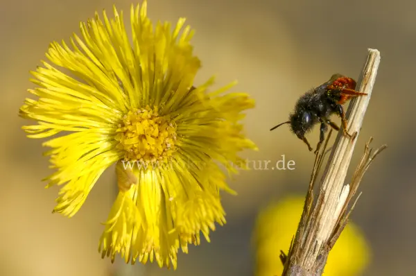 Fokus-Natur Bild