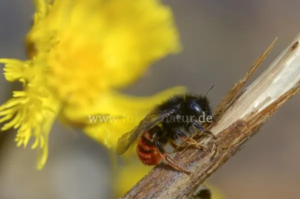 Fokus-Natur Bild