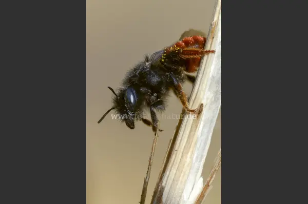 Fokus-Natur Bild