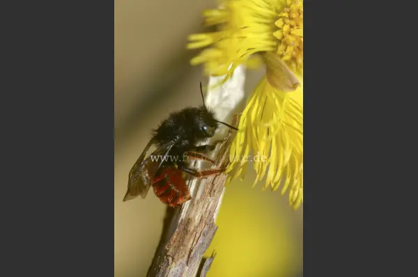 Fokus-Natur Bild