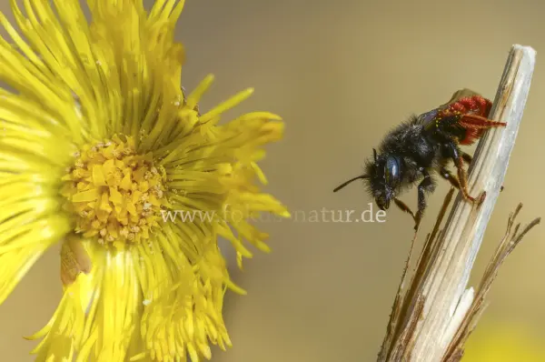 Fokus-Natur Bild