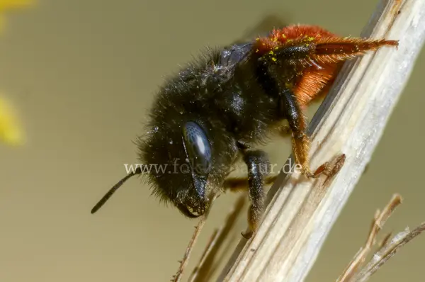 Fokus-Natur Bild