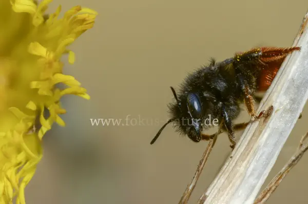 Fokus-Natur Bild
