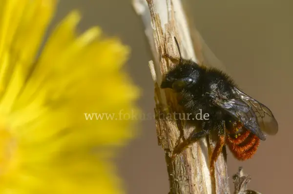 Fokus-Natur Bild