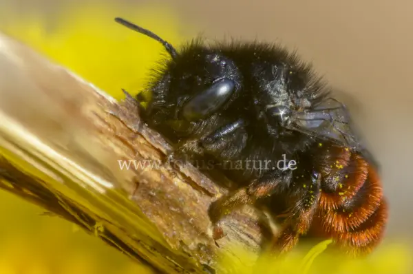 Fokus-Natur Bild