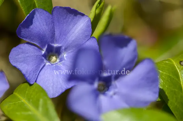Fokus-Natur Bild