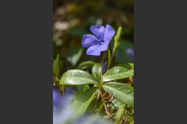 Fokus-Natur Bild