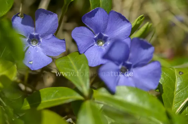 Fokus-Natur Bild