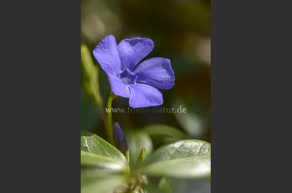 Fokus-Natur Bild