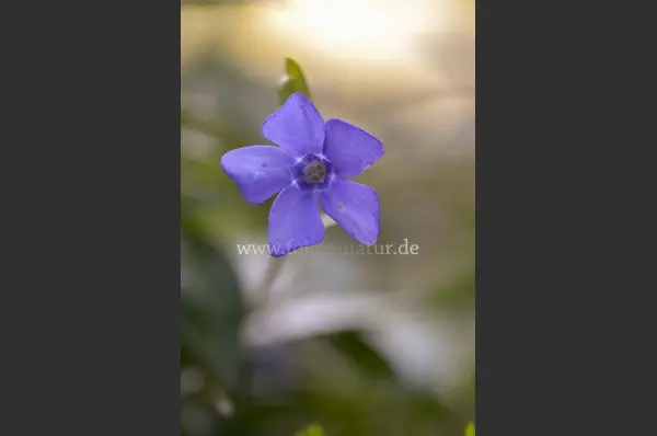 Fokus-Natur Bild