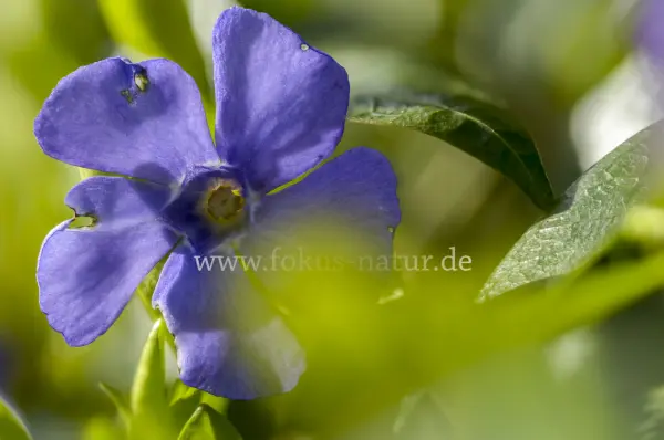 Fokus-Natur Bild