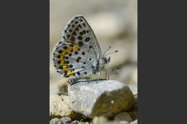 Fokus-Natur Bild