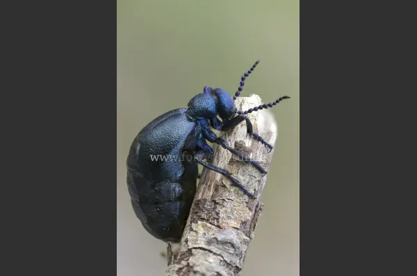 Fokus-Natur Bild