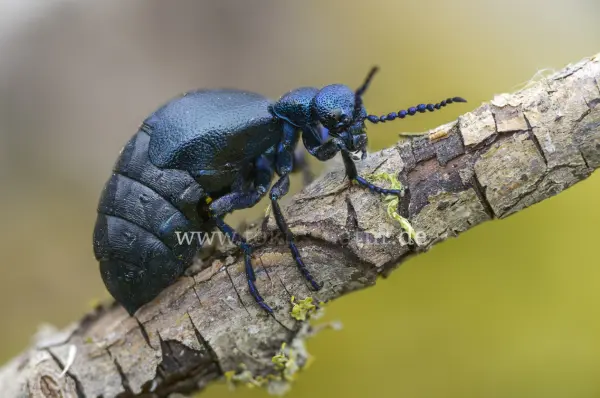 Fokus-Natur Bild