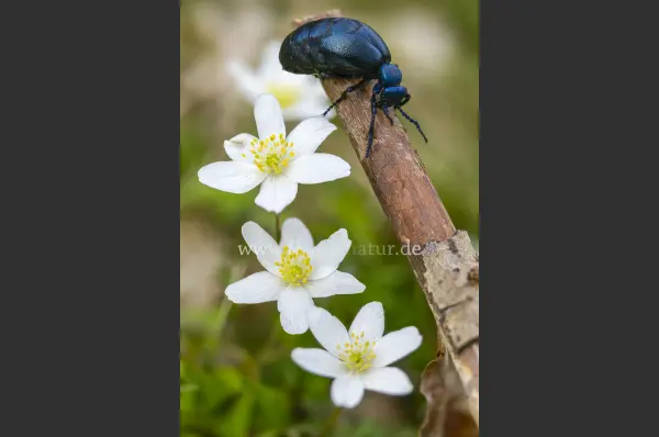 Fokus-Natur Bild