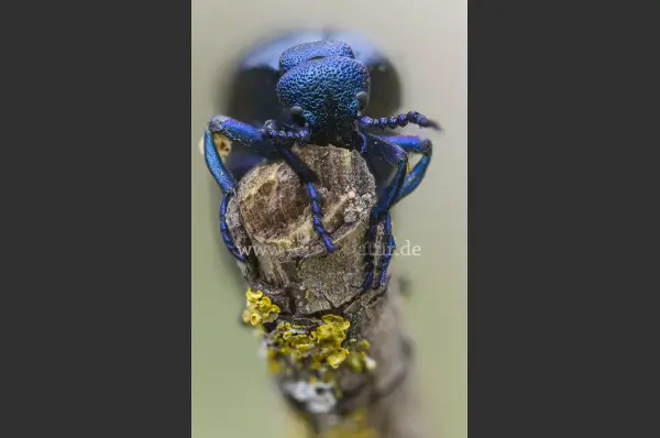Fokus-Natur Bild