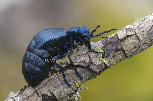 Fokus-Natur Bild