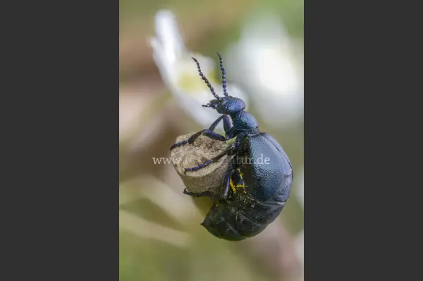 Fokus-Natur Bild