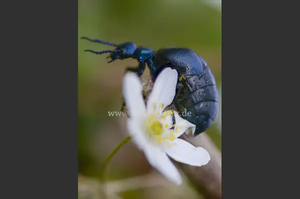 Fokus-Natur Bild