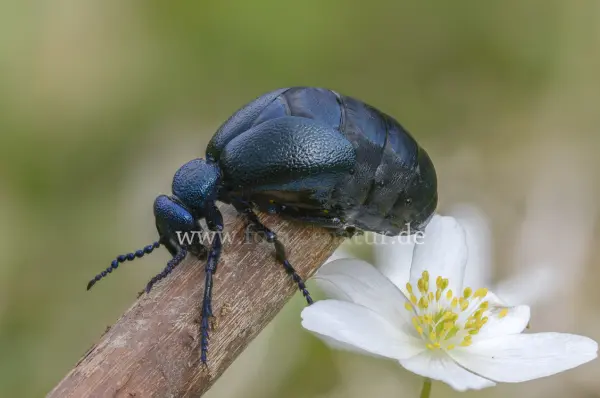 Fokus-Natur Bild