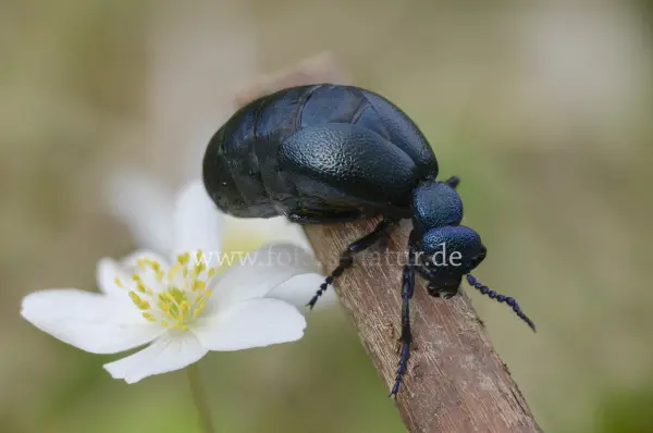Fokus-Natur Bild