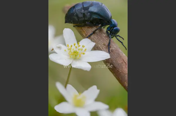 Fokus-Natur Bild