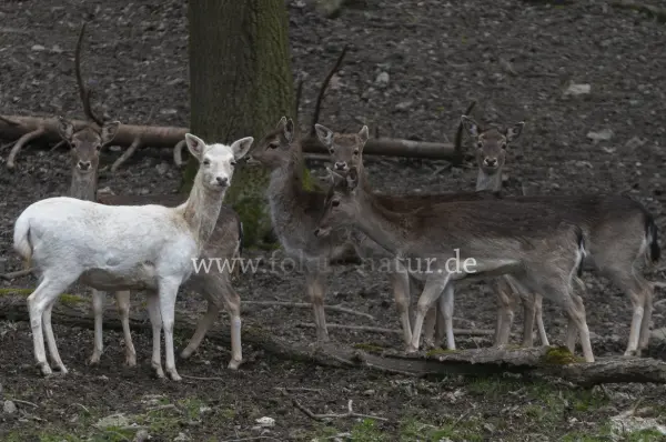 Fokus-Natur Bild