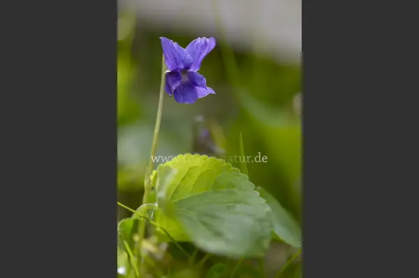 Fokus-Natur Bild