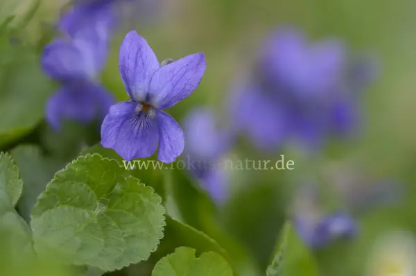 Fokus-Natur Bild