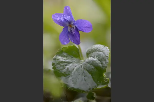 Fokus-Natur Bild