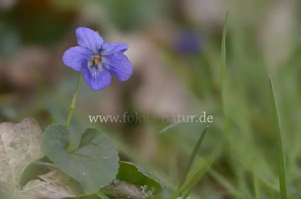 Fokus-Natur Bild
