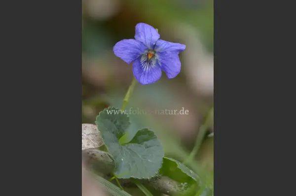 Fokus-Natur Bild