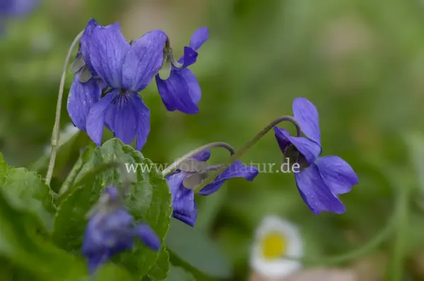 Fokus-Natur Bild