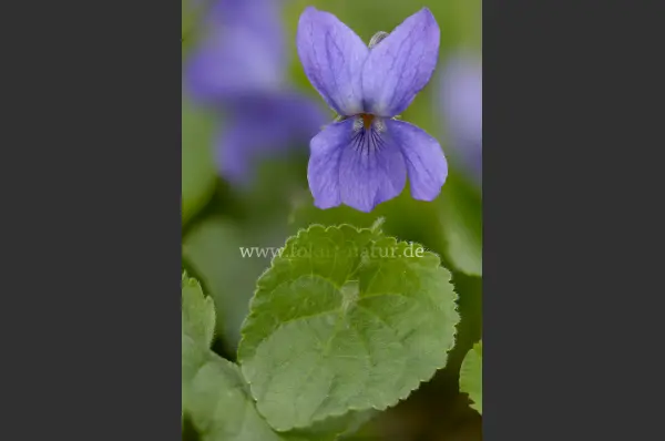 Fokus-Natur Bild