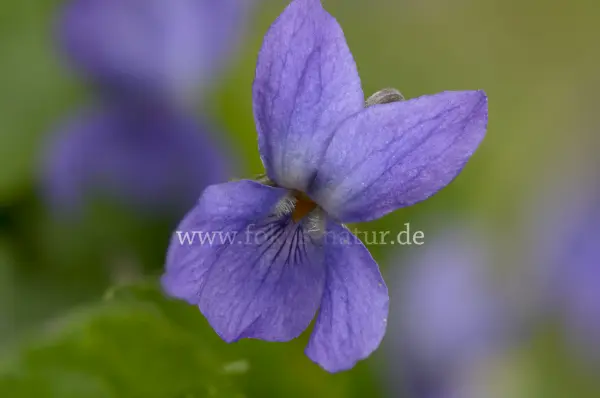 Fokus-Natur Bild