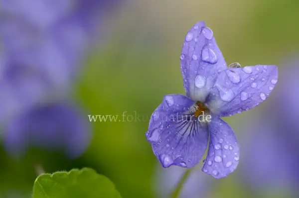 Fokus-Natur Bild