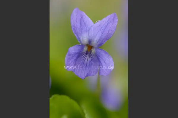 Fokus-Natur Bild