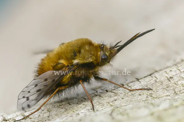 Fokus-Natur Bild