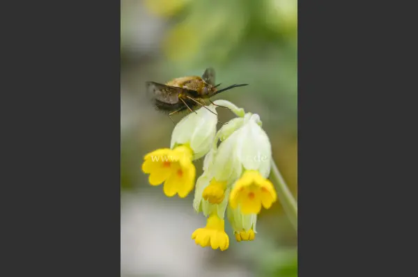 Fokus-Natur Bild
