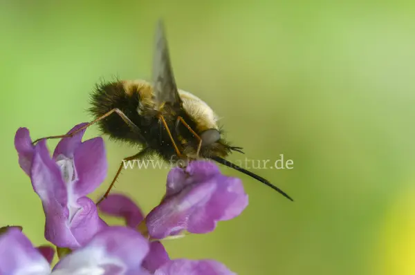 Fokus-Natur Bild