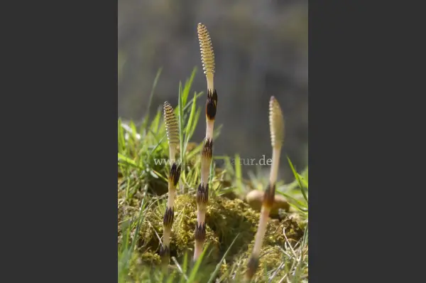 Fokus-Natur Bild
