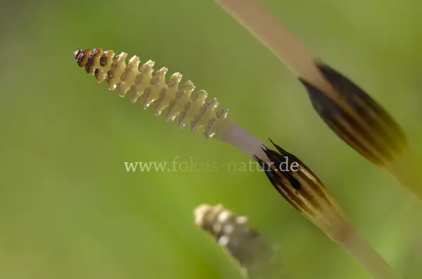 Fokus-Natur Bild