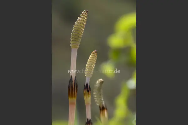 Fokus-Natur Bild