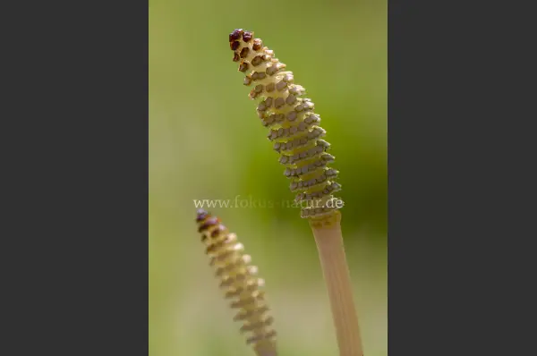 Fokus-Natur Bild