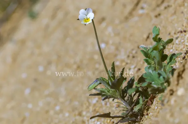 Fokus-Natur Bild