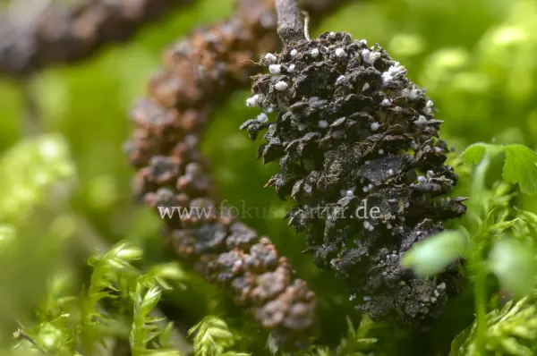 Fokus-Natur Bild