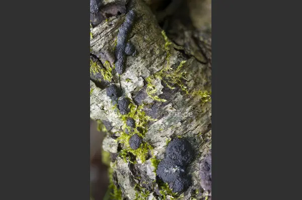 Fokus-Natur Bild