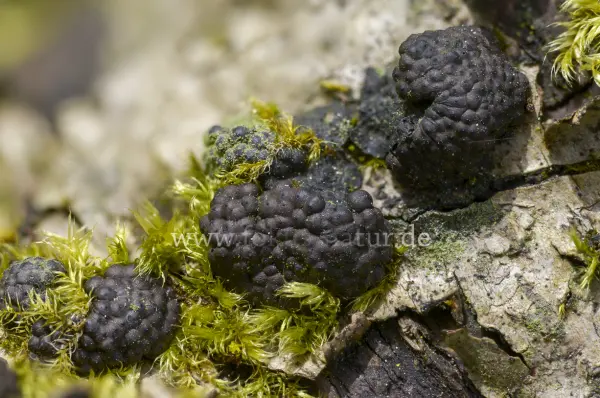 Fokus-Natur Bild